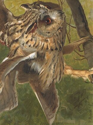 Hibou