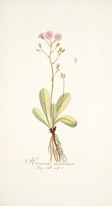 Hieracium incarnatum