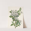Highbush Blackberry. Rubus argutus (1925) by Mary Vaux Walcott