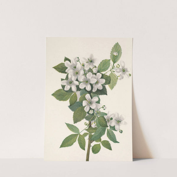 Highbush Blackberry. Rubus argutus (1925) by Mary Vaux Walcott