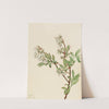 Highbush Blueberry (Vaccinium corymbosum) (1922) by Mary Vaux Walcott