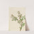 Highbush Blueberry (Vaccinium corymbosum) (1922) by Mary Vaux Walcott