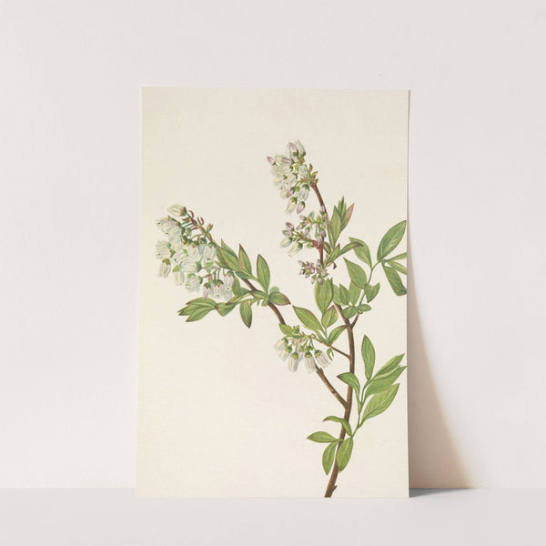 Highbush Blueberry. Vaccinium corymbosum (1925) by Mary Vaux Walcott