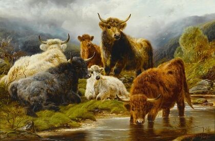 Highland cattle
