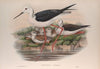 Himantopus candidus. (1862-1873)