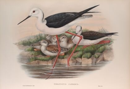 Himantopus candidus. (1862-1873)
