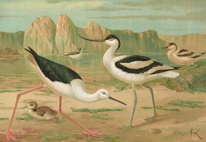 Himantopus himantopus, Recurvirostra avocetta