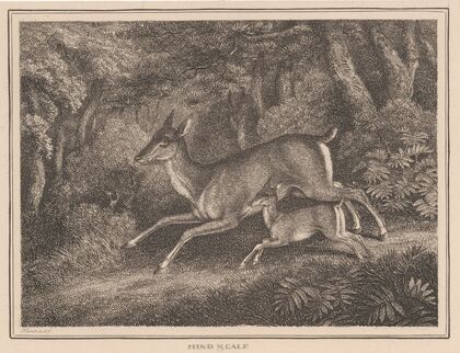Hind and Calf (1834)