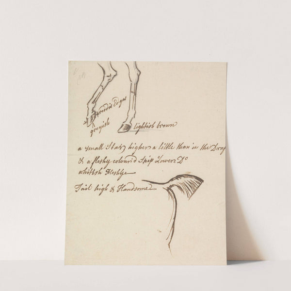 Hind Legs and Tail of a Horse by James Seymour