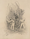 Hindu, Cutting Cane (1882-1886)