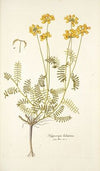 Hippocrepis balearica
