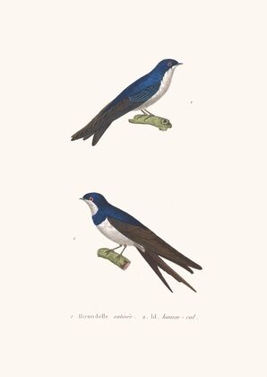 Hirondelle Satinée.