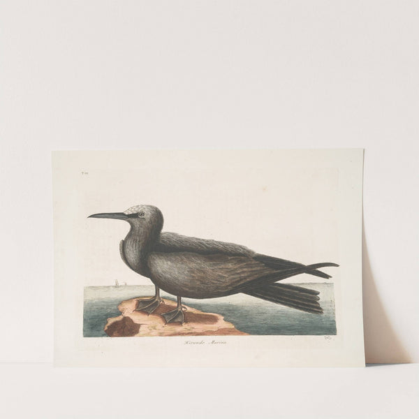 Hirundo Marina, The Noddy. by Mark Catesby