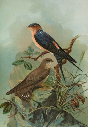 Hirundo rufula Temm, Biblis rupestris