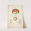 Histoire naturelle des champignons Pl.02 (1883) by Guillaume Sicard
