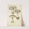 Histoire naturelle des champignons Pl.04 by Guillaume Sicard