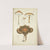 Histoire naturelle des champignons Pl.08 by Guillaume Sicard