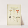 Histoire naturelle des champignons Pl.15 by Guillaume Sicard