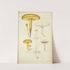Histoire naturelle des champignons Pl.20 by Guillaume Sicard