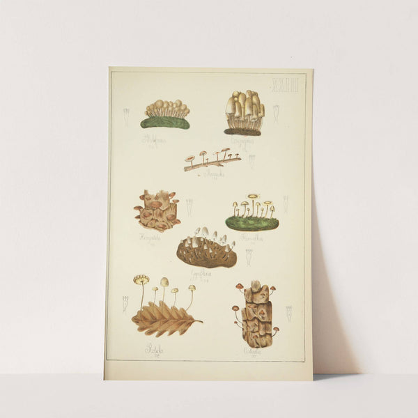 Histoire naturelle des champignons Pl.23 by Guillaume Sicard