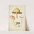 Histoire naturelle des champignons Pl.30 by Guillaume Sicard