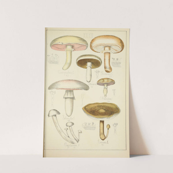 Histoire naturelle des champignons Pl.32 by Guillaume Sicard