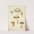 Histoire naturelle des champignons Pl.34 by Guillaume Sicard