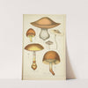 Histoire naturelle des champignons Pl.35 by Guillaume Sicard