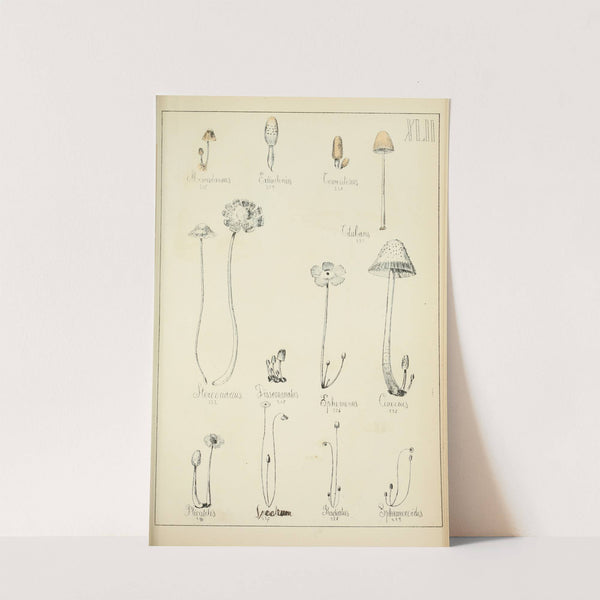 Histoire naturelle des champignons Pl.42 by Guillaume Sicard