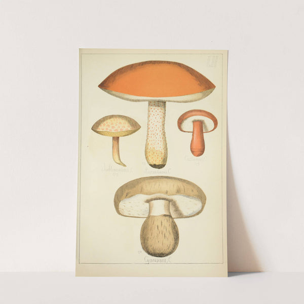Histoire naturelle des champignons Pl.52 by Guillaume Sicard