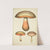 Histoire naturelle des champignons Pl.53 by Guillaume Sicard