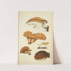 Histoire naturelle des champignons Pl.55 by Guillaume Sicard