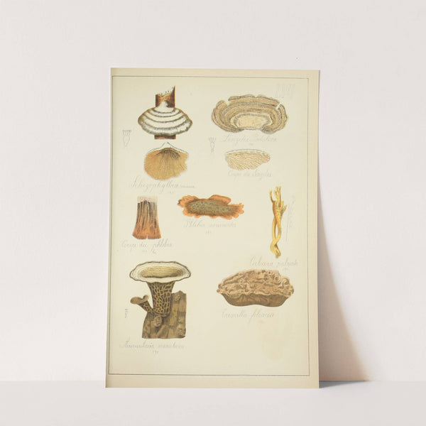 Histoire naturelle des champignons Pl.57 by Guillaume Sicard