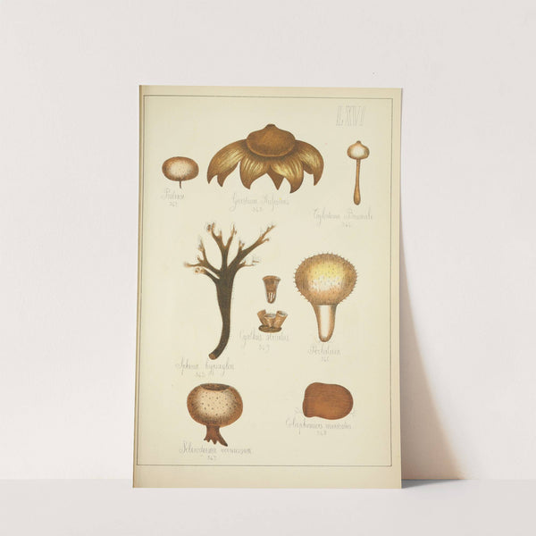 Histoire naturelle des champignons Pl.66 (1883) by Guillaume Sicard