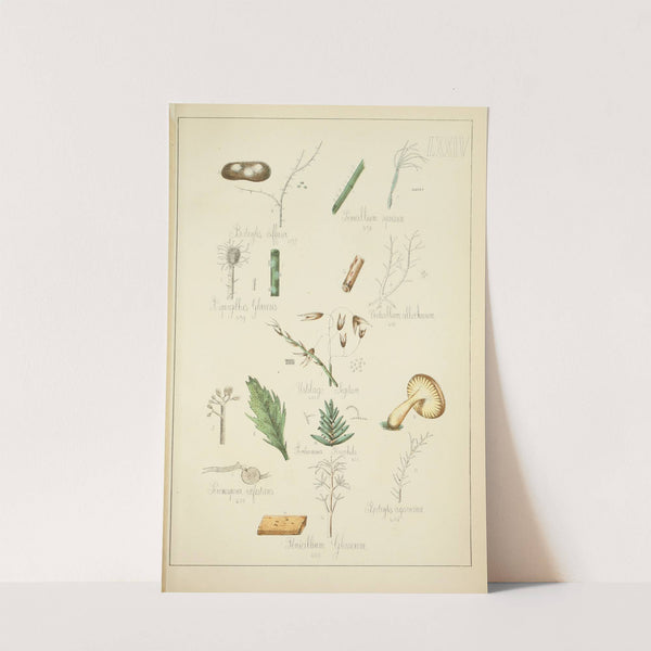 Histoire naturelle des champignons Pl.74 by Guillaume Sicard