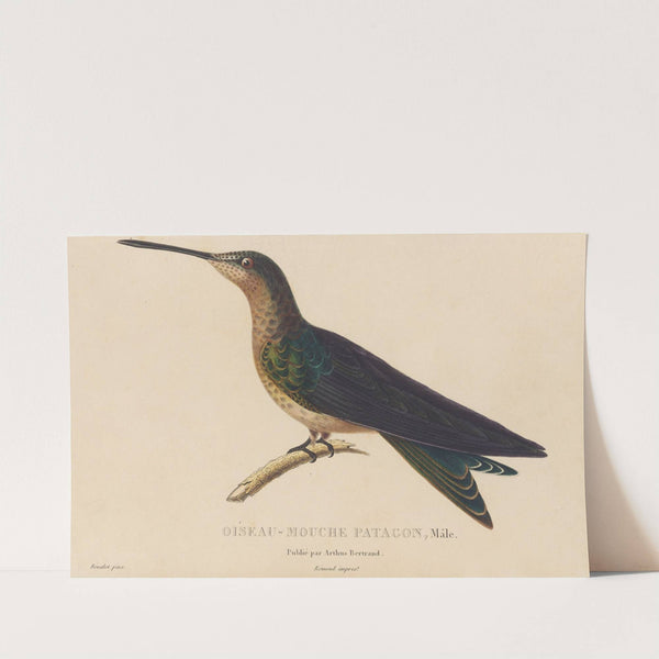 Histoire naturelle des oiseaux-mouches Pl.03 by René-Primevère Lesson