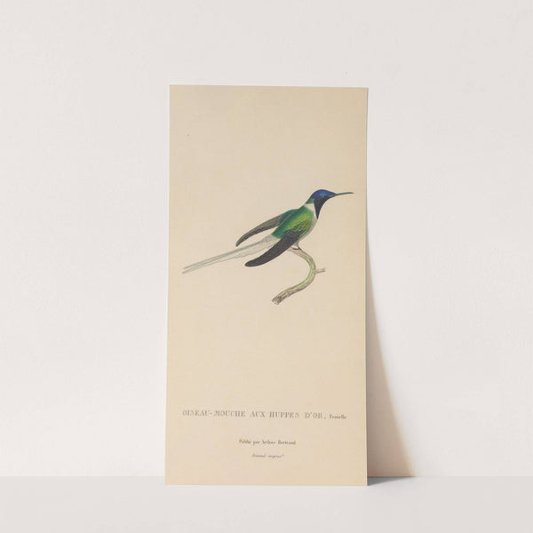 Histoire naturelle des oiseaux-mouches Pl.08 by René-Primevère Lesson