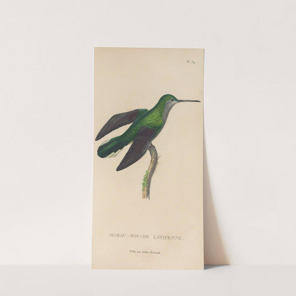 Histoire naturelle des oiseaux-mouches Pl.34 by René-Primevère Lesson