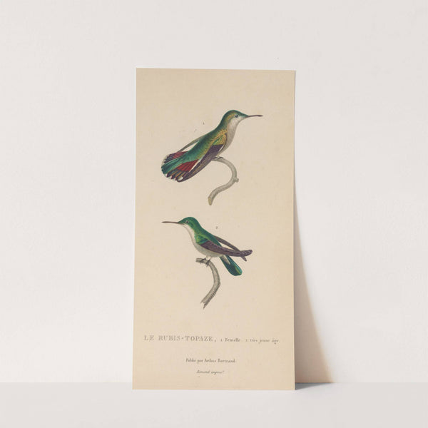 Histoire naturelle des oiseaux-mouches Pl.54 by René-Primevère Lesson