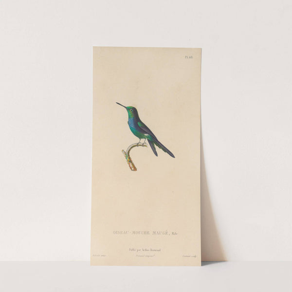 Histoire naturelle des oiseaux-mouches Pl.69 by René-Primevère Lesson