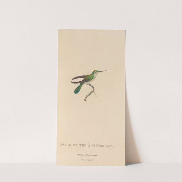 Histoire naturelle des oiseaux-mouches Pl.80 by René-Primevère Lesson