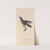Histoire naturelle des oiseaux-mouches Pl.81 by René-Primevère Lesson