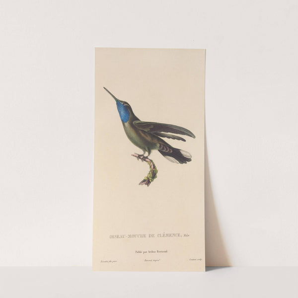 Histoire naturelle des oiseaux-mouches Pl.81 by René-Primevère Lesson