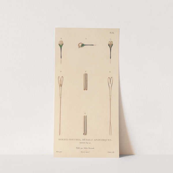 Histoire naturelle des oiseaux-mouches Pl.82 by René-Primevère Lesson