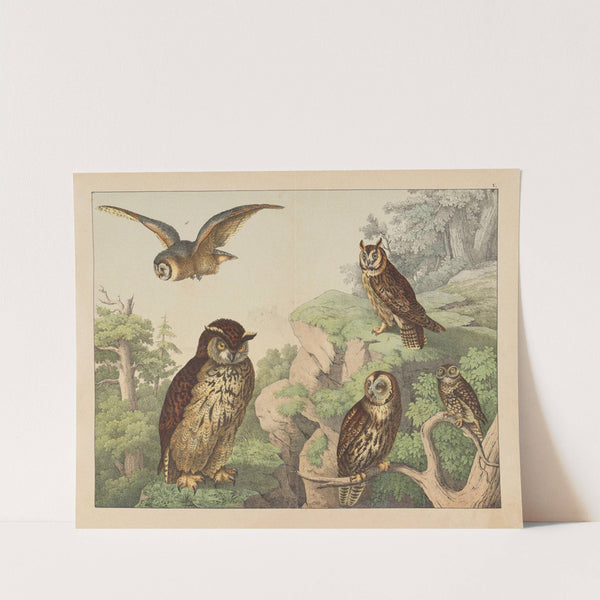 Historja naturalna ptakow (Natural history of birds) Pl.05 (1900) by Gotthilf Heinrich von Schubert
