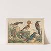 Historja naturalna ptakow (Natural history of birds) Pl.08 (1900) by Gotthilf Heinrich von Schubert