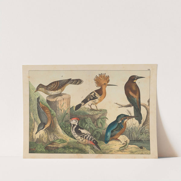 Historja naturalna ptakow (Natural history of birds) Pl.08 (1900) by Gotthilf Heinrich von Schubert