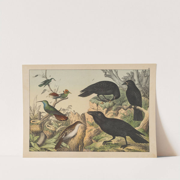 Historja naturalna ptakow (Natural history of birds) Pl.09 (1900) by Gotthilf Heinrich von Schubert