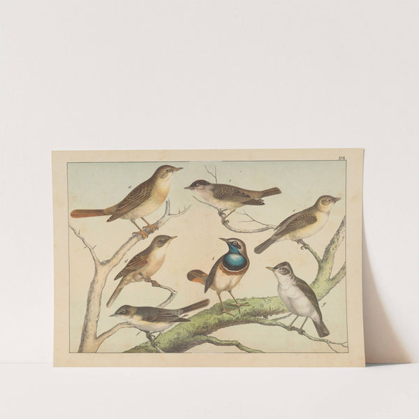 Historja naturalna ptakow (Natural history of birds) Pl.17 (1900) by Gotthilf Heinrich von Schubert
