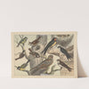 Historja naturalna ptakow (Natural history of birds) Pl.19 (1900) by Gotthilf Heinrich von Schubert